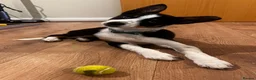 Border Collie dogs for sale: Skye. Blue eyed Border Collie.  - Advert 4