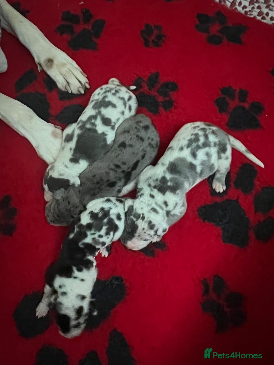 Great Dane dogs for sale: Purebred Great Dane Puppies – European Bloodline  - Image 12