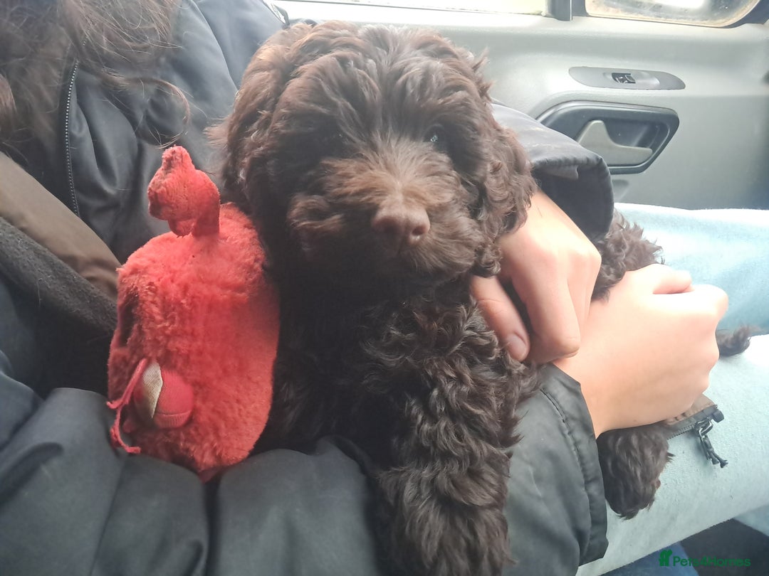 Cockapoo dogs for sale: Toy F1 Cockerpoo last chocolate boy  - Advert 5