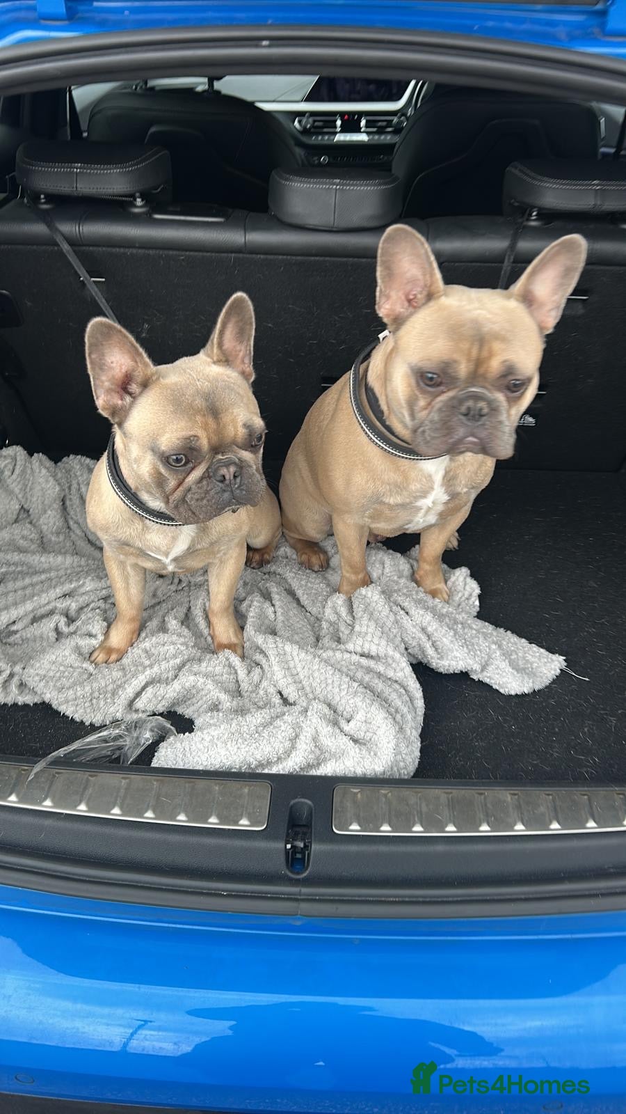 French Bulldog dogs Two French bulldogs - Advert 1