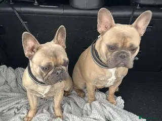 French Bulldog dogs Two French bulldogs - Advert 1