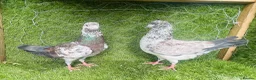 Pigeons birds for sale: Strong Breeding Pigeon Pairs – £70 Per Pair - Advert 4