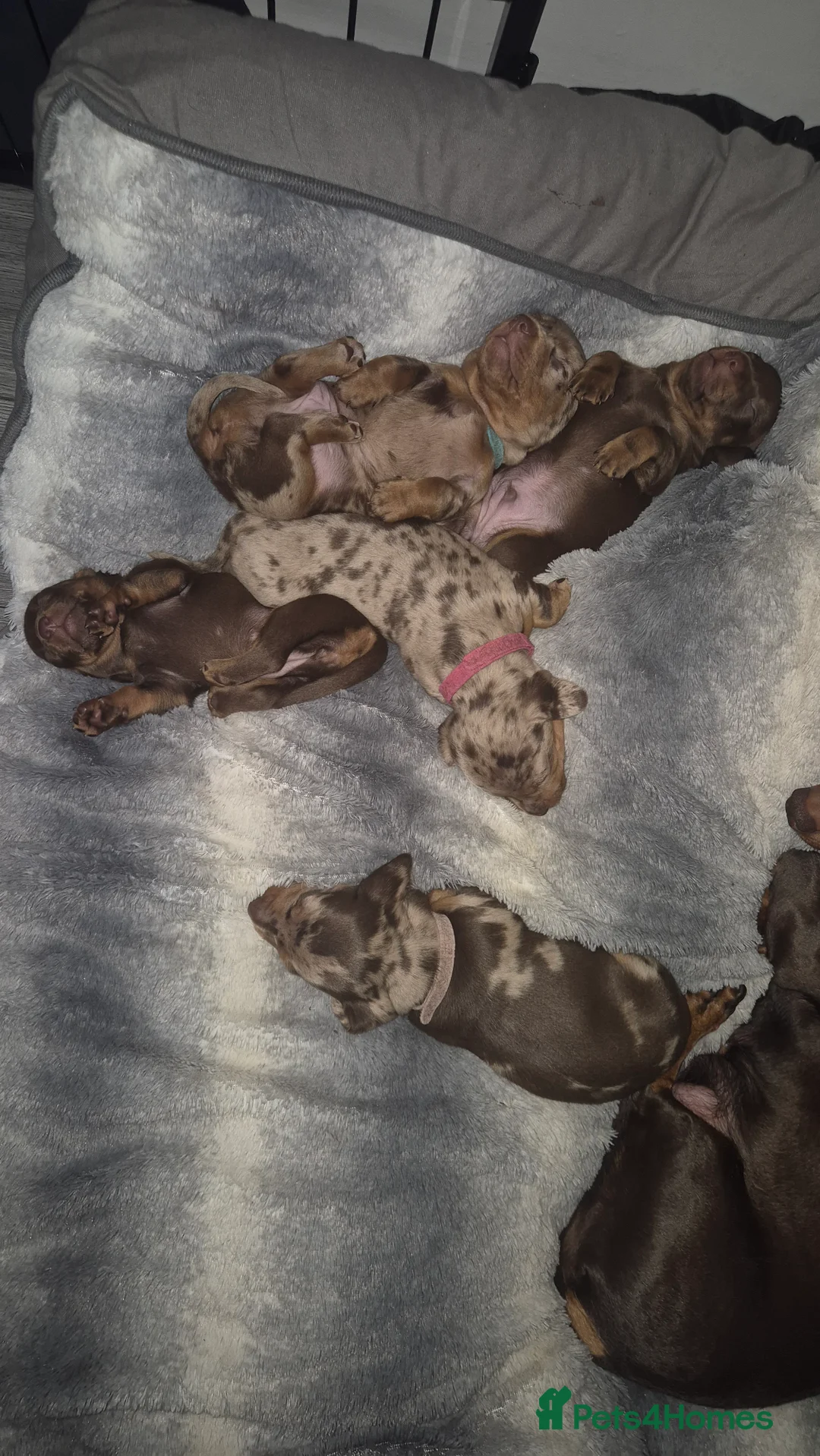 Miniature Dachshund dogs for sale: Miniature dachshund  - Advert 12