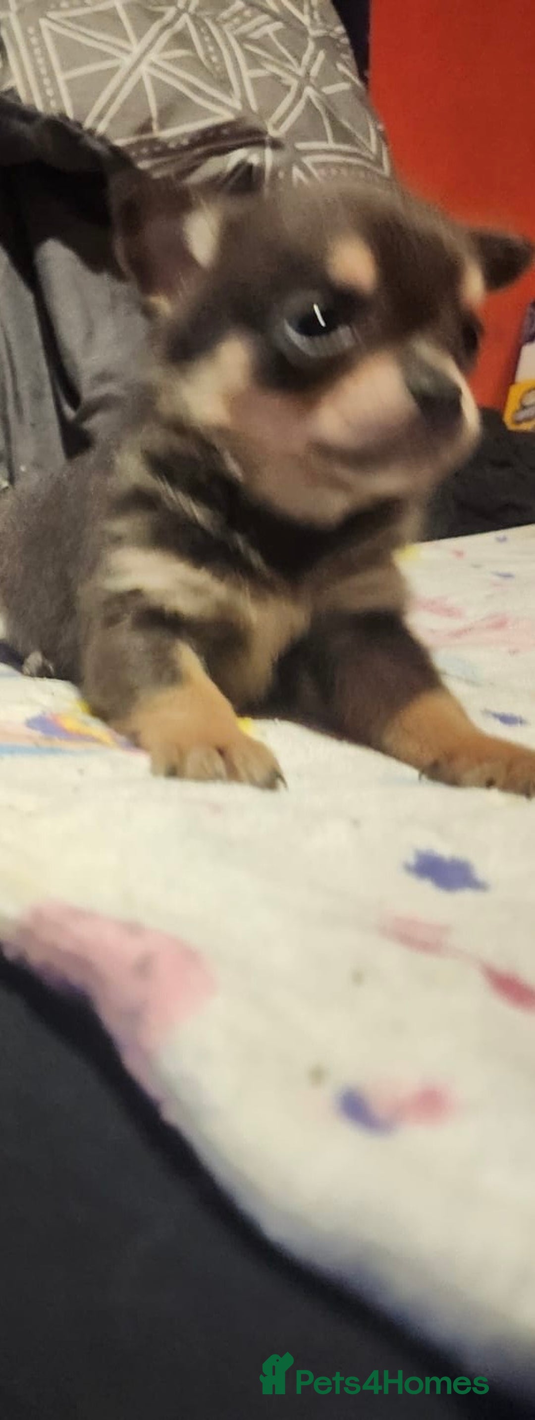 Chihuahua dogs for sale: Chihuahua pups  - Image 8