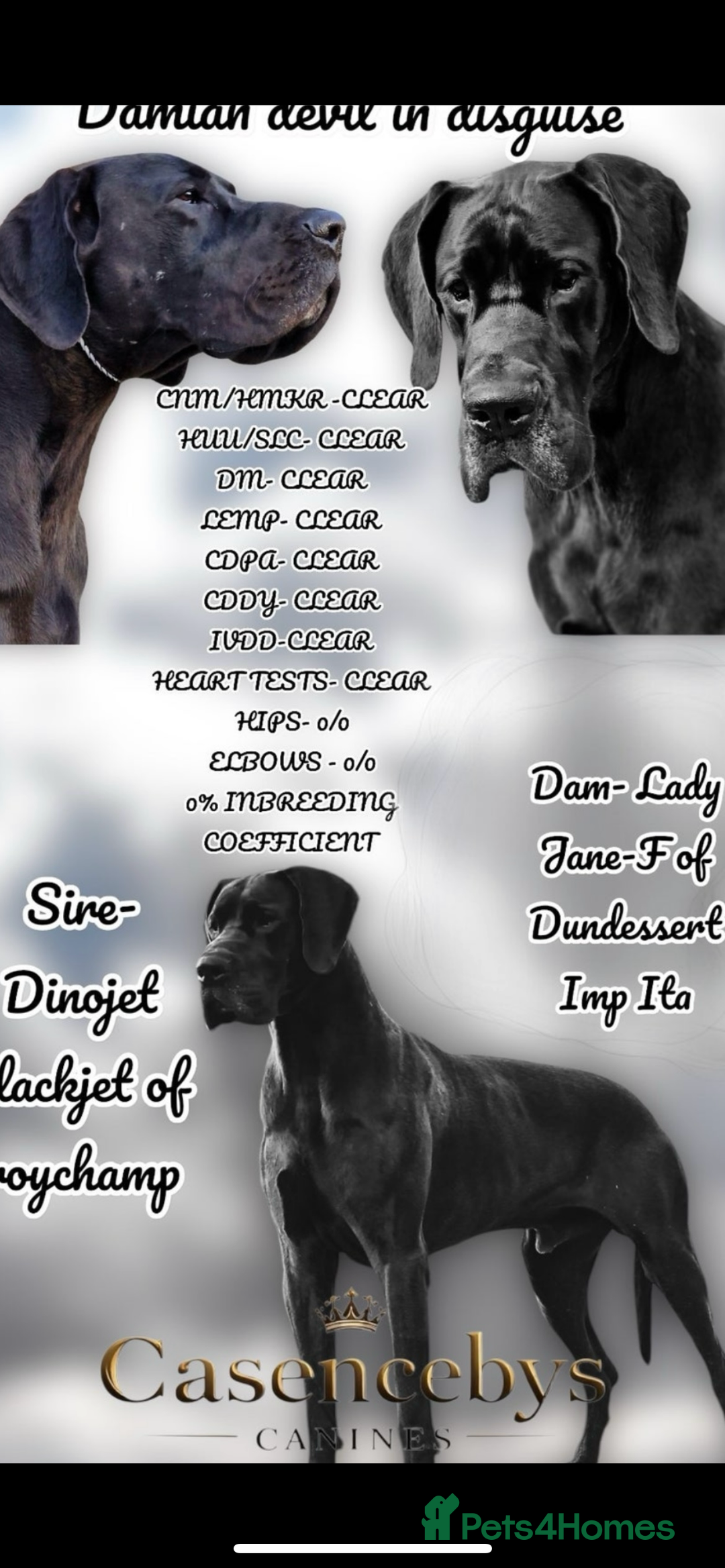 Great Dane dogs for sale: Stunning Great Dane Puppies  - Image 7