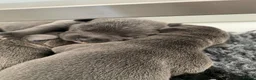 Staffordshire Bull Terrier dogs for sale: World renowned Samtan Blue Dozer Pups  - Advert 4