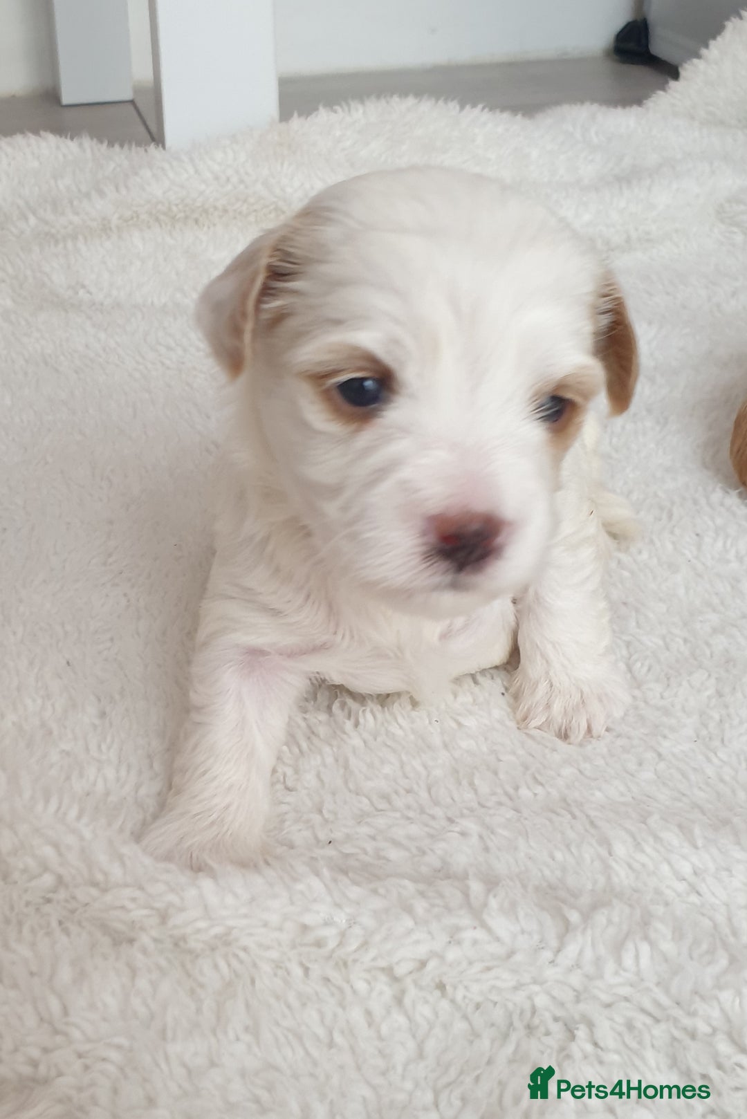 Maltipoo dogs for sale: 6 Pedigree Club registered Maltipoo puppies - Image 2