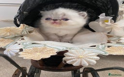 Exotic cats for sale: Outstanding exotic kittens  - Image 15