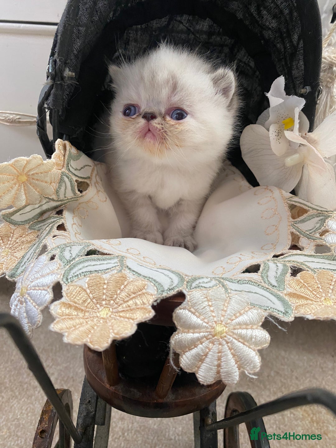 Exotic cats for sale: Outstanding exotic kittens  - Image 15