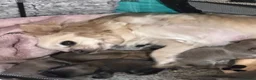 Chihuahua dogs for sale: Beautiful long-haired chihuahuas  - Advert 7