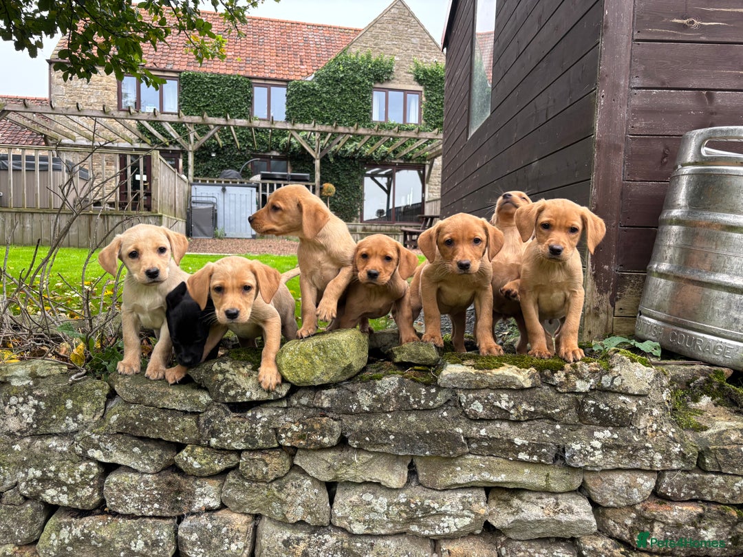 Labrador Retriever dogs for sale: Stunning Labrador Puppies  - Image 1