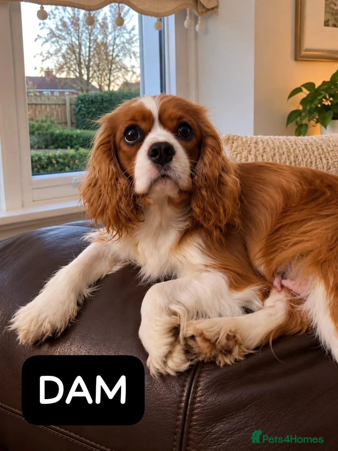 Cavapoo dogs for sale: CAVAPOO FRIENDLY PUPPY FOR SALE, READY TO LEAVE in Livingston - Advert 1