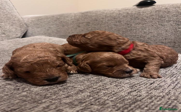 Cavapoo dogs - Advert 2