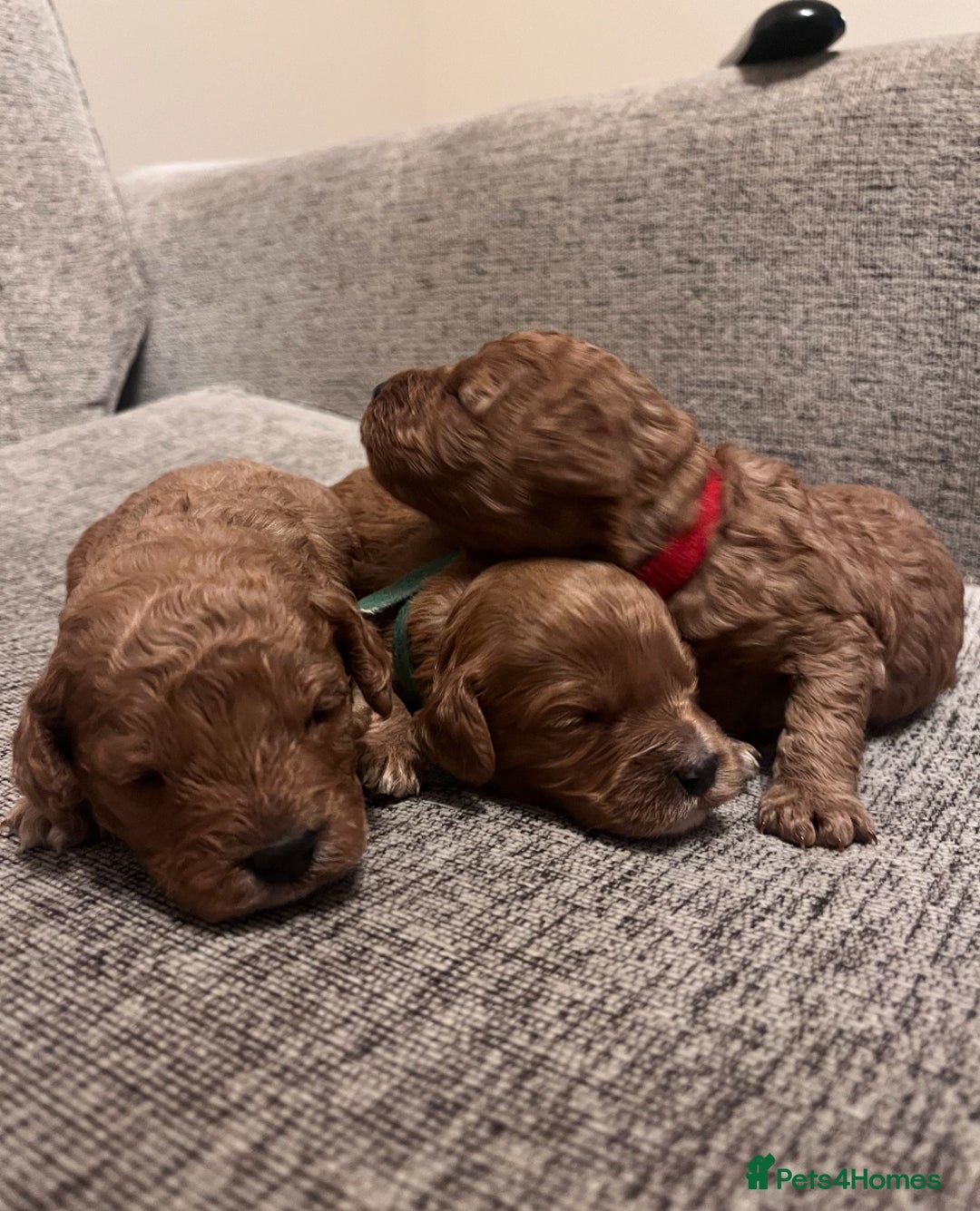 Cavapoo dogs for sale: F1B Red Toy Cavapoos- Health Tested  ************  - Advert 3