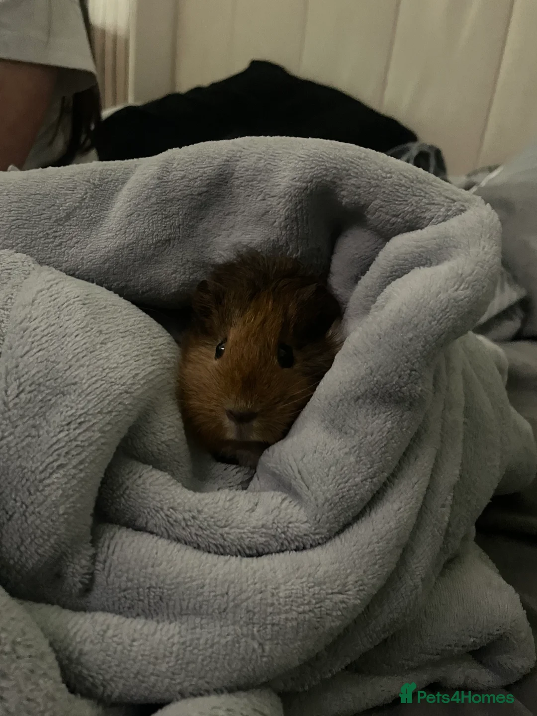 Guinea Pig rodents for sale: 2 guinea pigs to be rehomed to a good family in Blyth - Advert 4