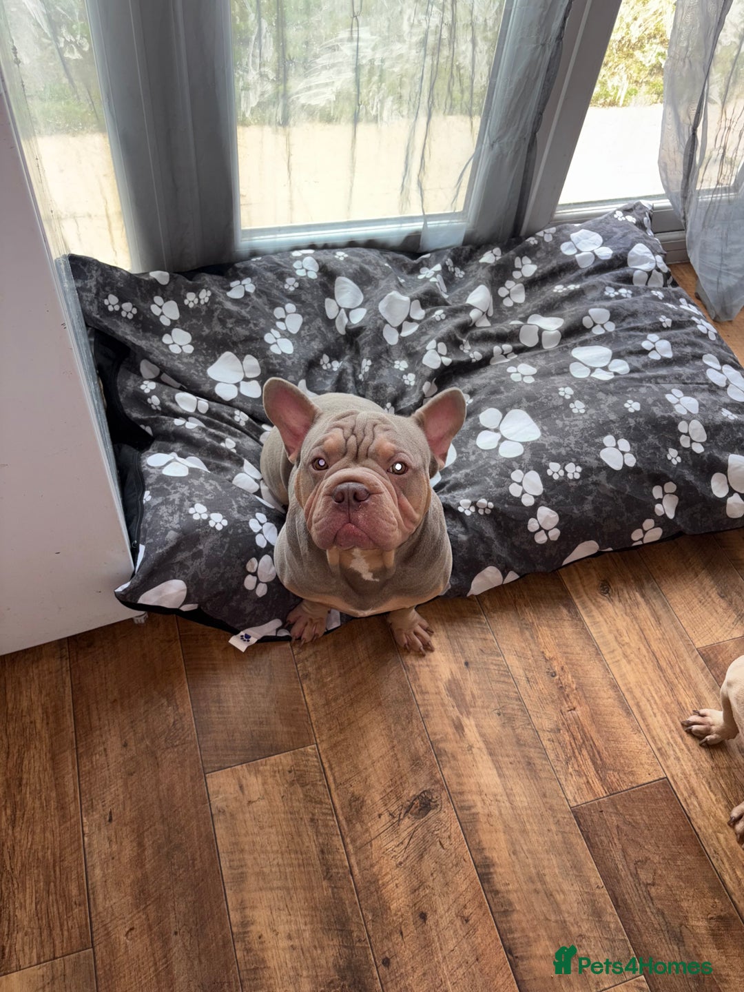 French Bulldog dogs for sale: Male and female frenchie  - Advert 4