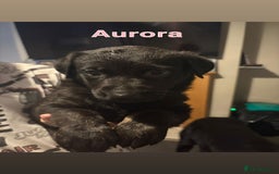 German Shepherd dogs for sale: German Shepherd Cross Dutch shepherd Puppy  - Image 11