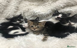 Mixed Breed cats for sale: Lovely kittens 8 weeks old  - Image 2