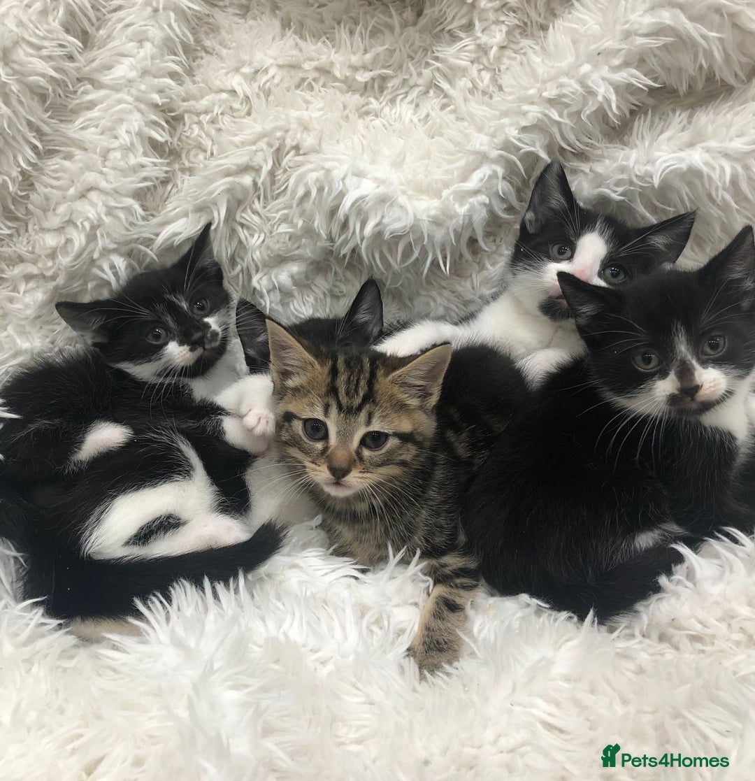 Mixed Breed cats for sale: Lovely kittens 8 weeks old  - Image 2