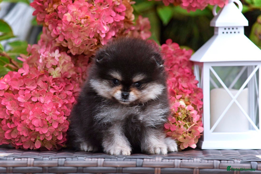 Pomeranian dogs for sale: Pomeranian champions  - Image 5