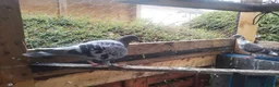 Pigeons birds for sale: Racing pigeons and mixed  - Advert 4