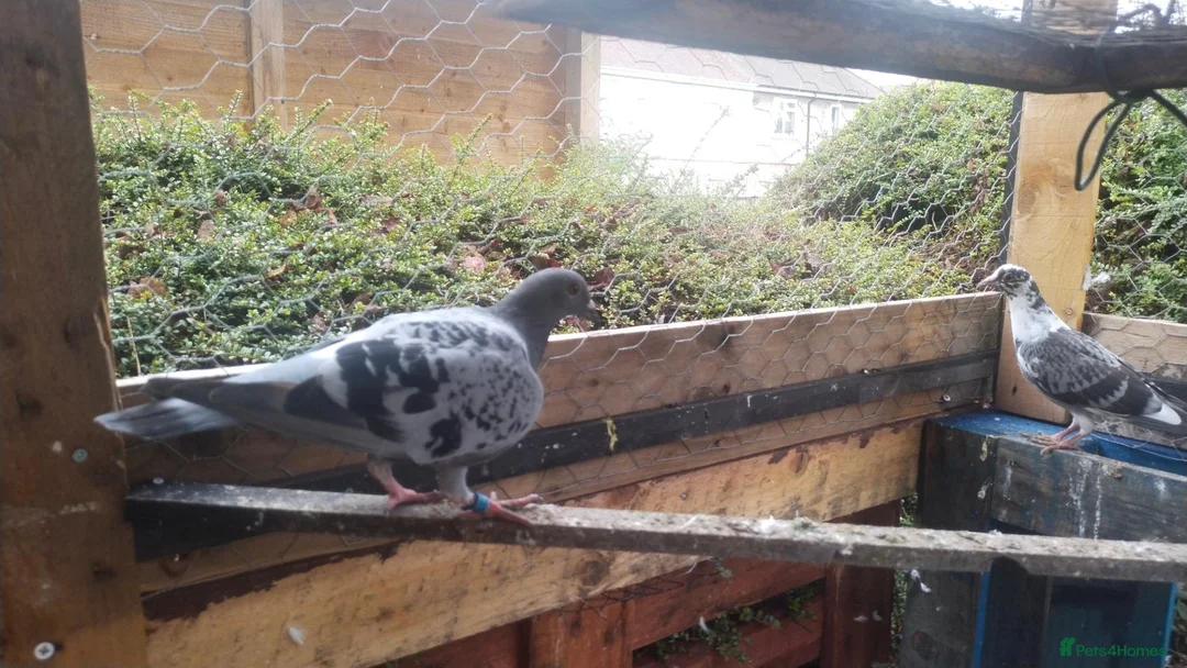 Pigeons birds for sale: Racing pigeons and mixed  - Advert 4