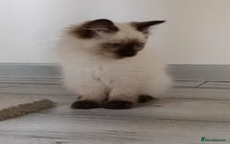 Ragdoll cats for sale: GCCF registered seal and chocolate ragdoll kittens - Image 23