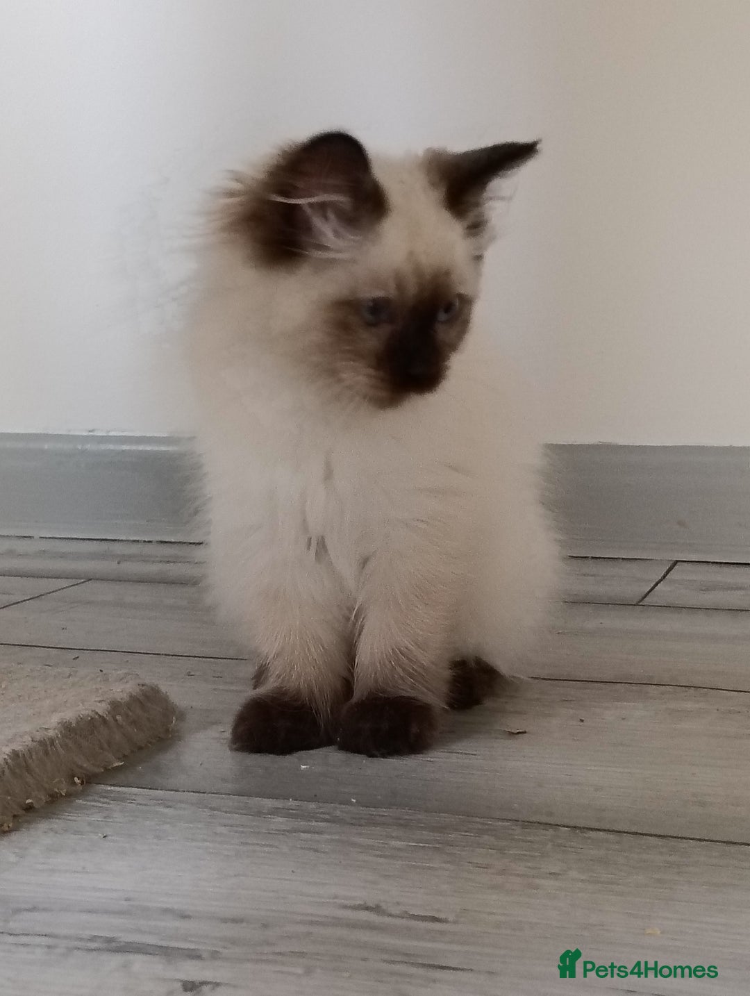 Ragdoll cats for sale: GCCF registered seal and chocolate ragdoll kittens - Image 23