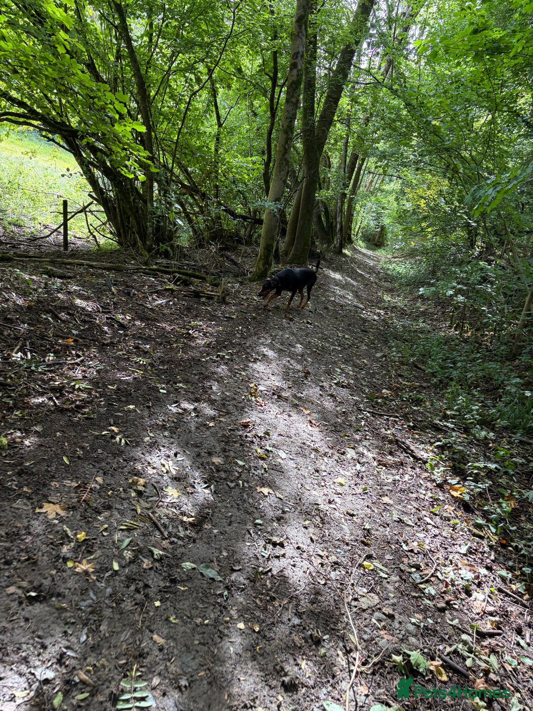 Dobermann dogs for sale: Willow - Image 3