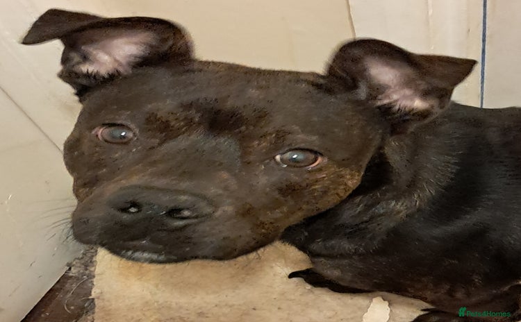 Mixed Breed dogs - Advert 2