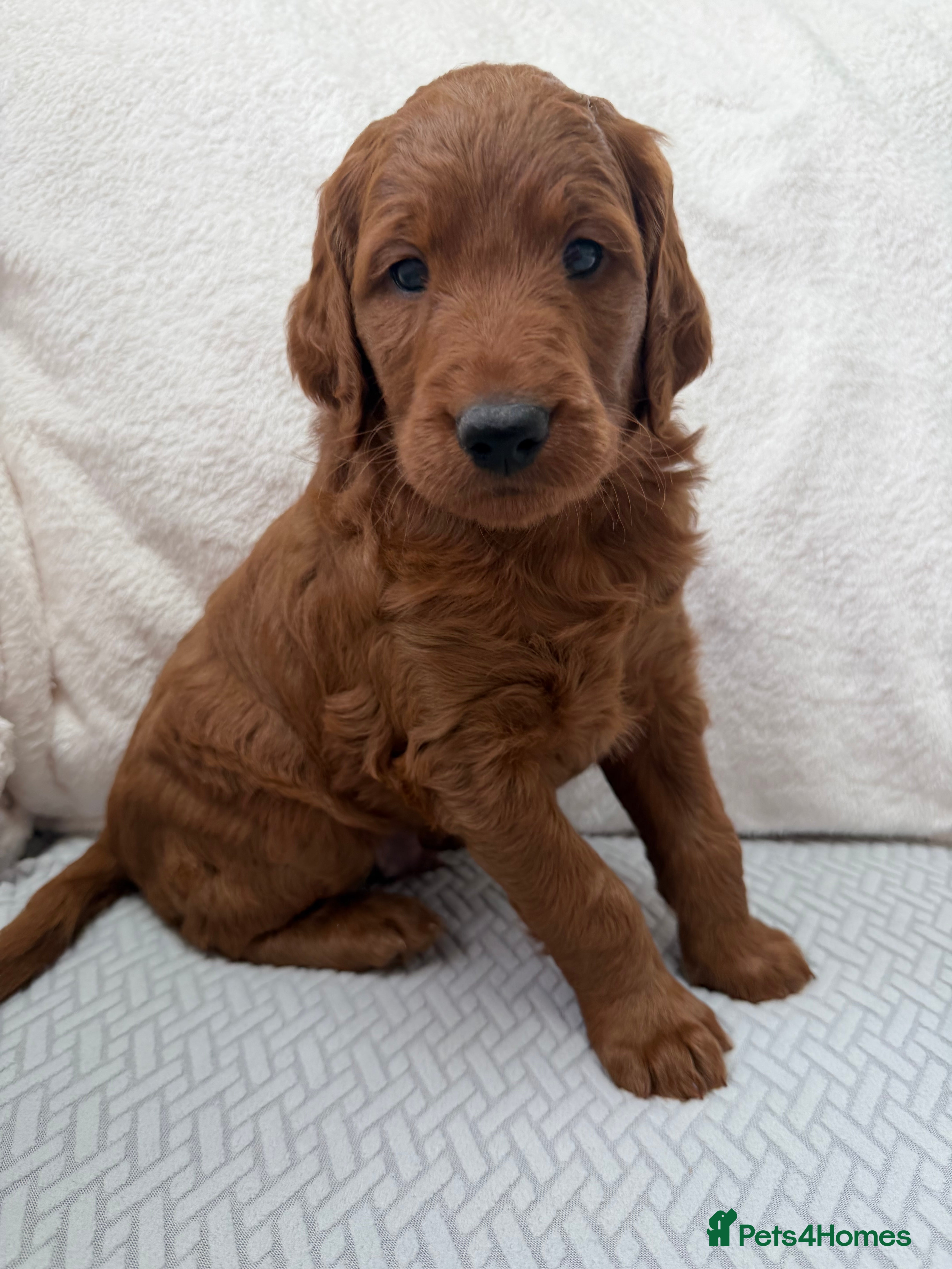 Goldendoodle dogs Stunning Goldendoodle Puppies  - Advert 2
