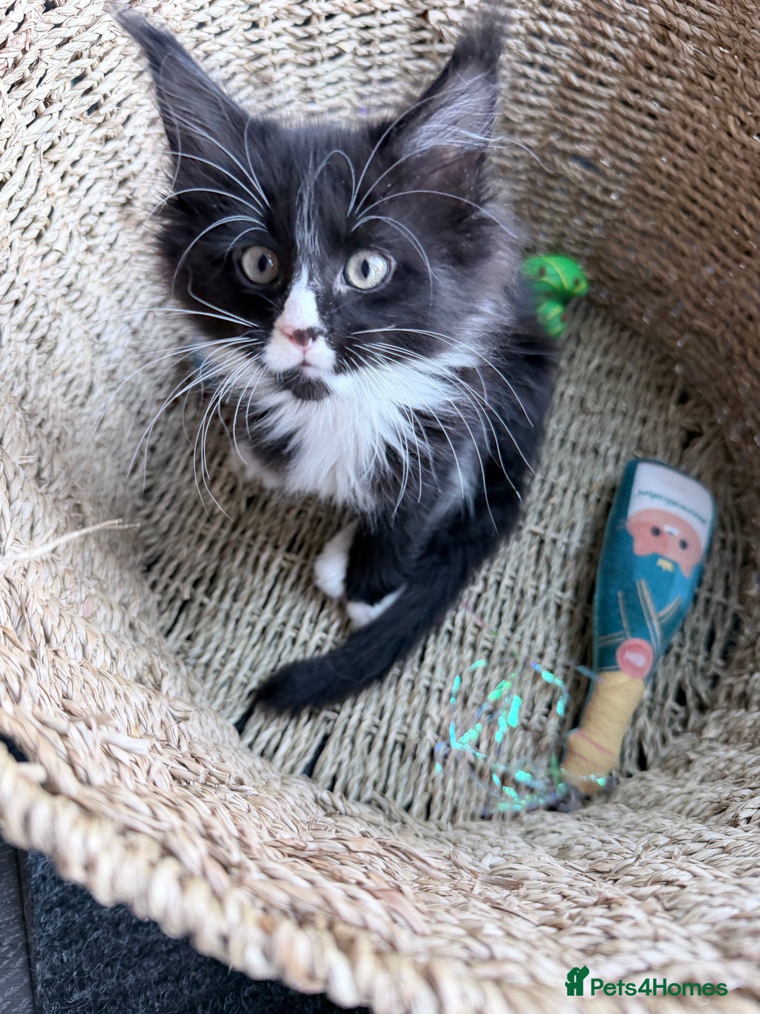 Maine Coon cats for sale: TICA reg adorable Maine Coon baby kittens  - Advert 30