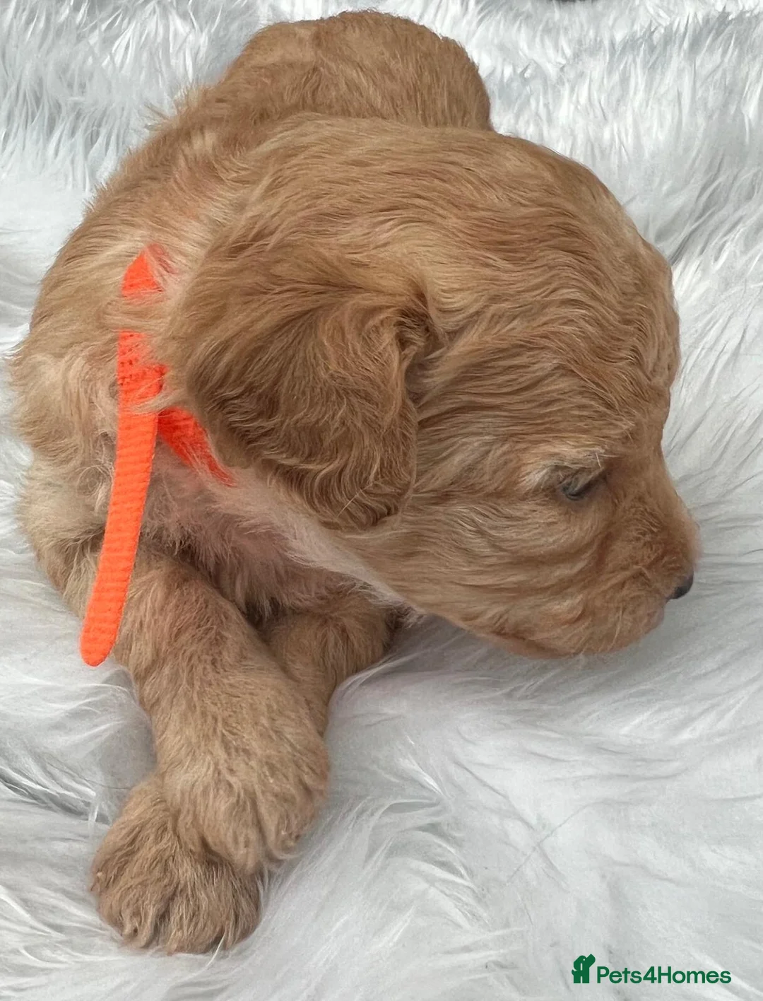 Cavapoo dogs for sale: Outstanding F1B Cavapoo Puppies  - Advert 2