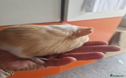 Guinea Pig rodents for sale: Baby Guinea Pigs  - Image 7