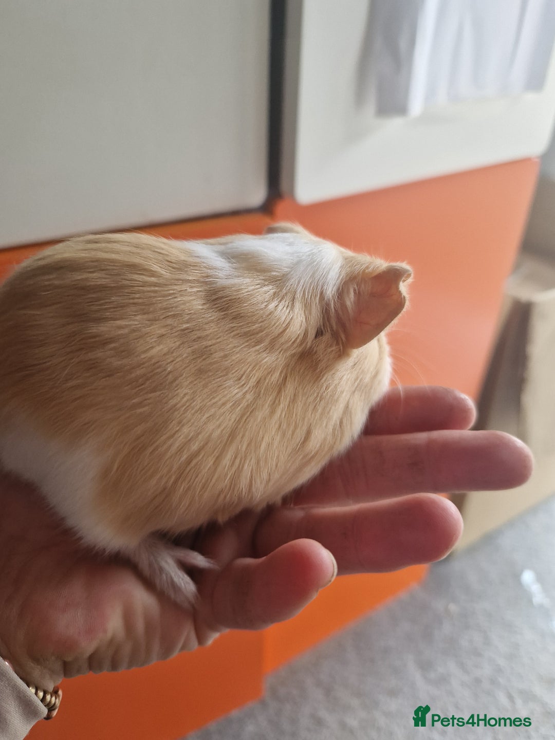 Guinea Pig rodents for sale: Baby Guinea Pigs  - Image 7