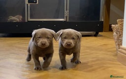 Labrador Retriever dogs for sale:  Ready for collection from today 🩶💚🩶   - Image 4