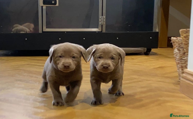Labrador Retriever dogs - Advert 5