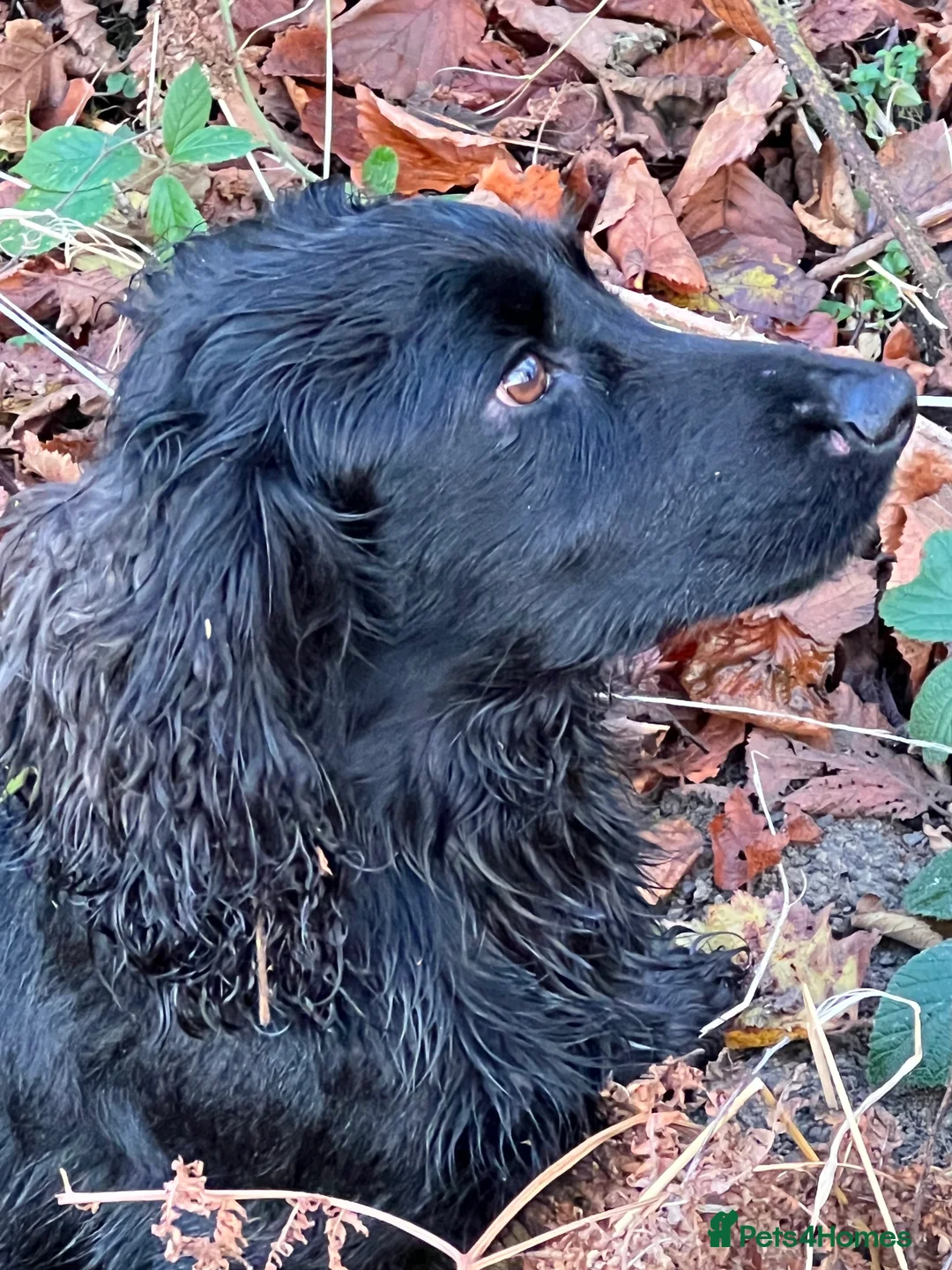 Cocker Spaniel dogs for stud: Fully health tested cocker stud dog in Preston - Advert 4