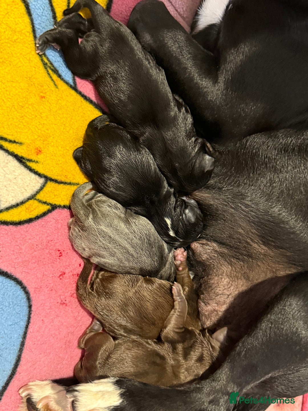 Mixed Breed dogs for sale: French bulldog/terrier cross  - Image 2