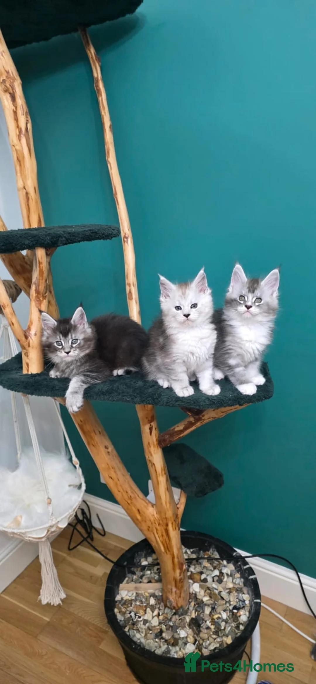 Maine Coon cats for sale: Maine coon boys FiFe registered in Hoddesdon - Advert 1