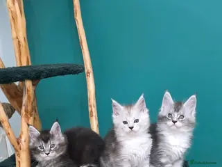 Maine Coon cats Maine coon boys FiFe registered - Advert 16