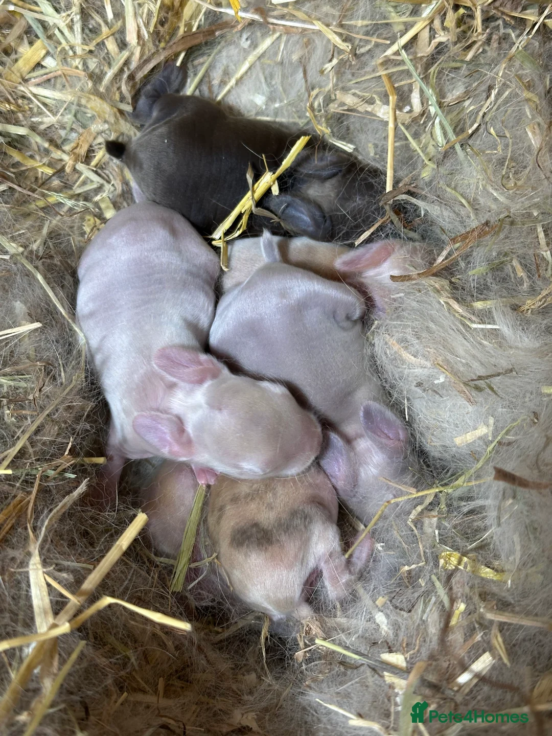 Mini Lop rabbits for sale: I have 6 mini lops babies ready to reserve  - Advert 4