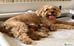 Cockapoo dogs for sale: Beautiful Red F1 Cockapoo Puppies - Image 6