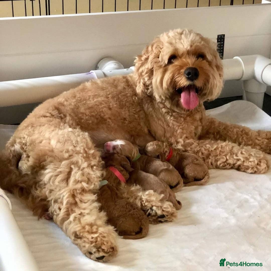 Cockapoo dogs for sale: Beautiful Red F1 Cockapoo Puppies - Image 6