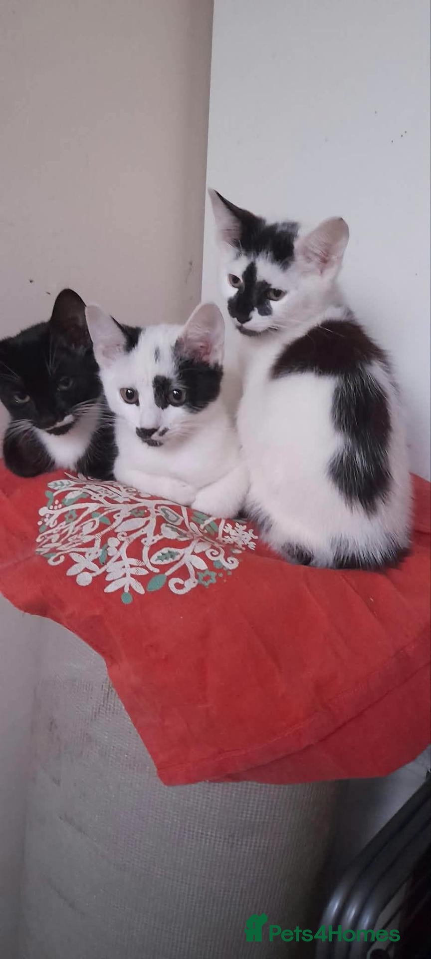 Mixed Breed cats 3 kittens Gravesend - Advert 4