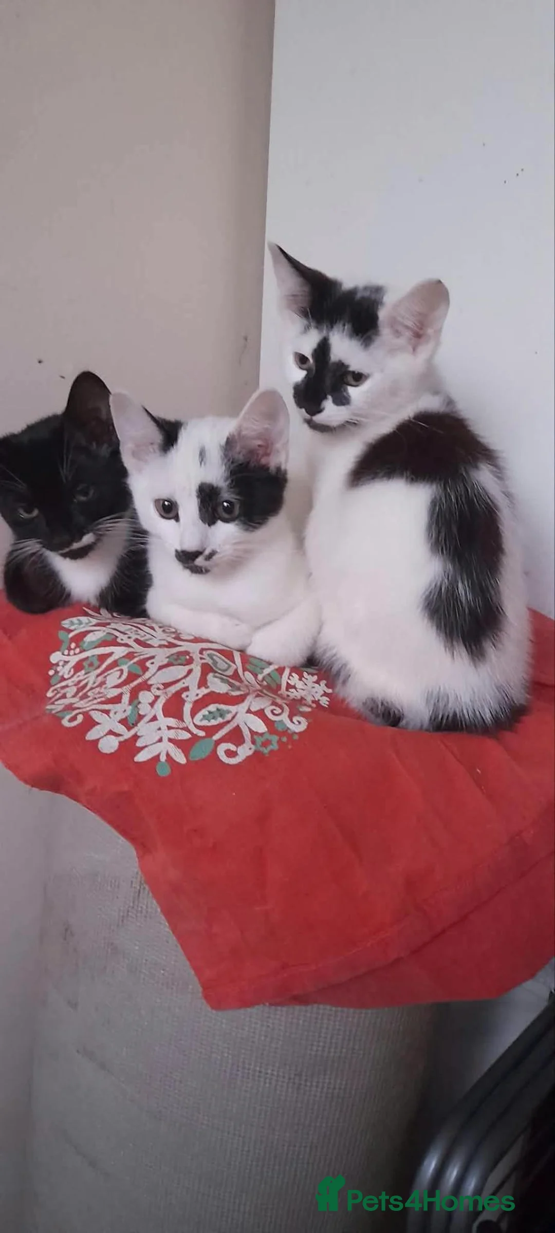 Mixed Breed cats for sale: 3 kittens Gravesend in Gravesend - Advert 1