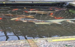 Koi Carp fish for sale: Koi/pond fish - Image 2