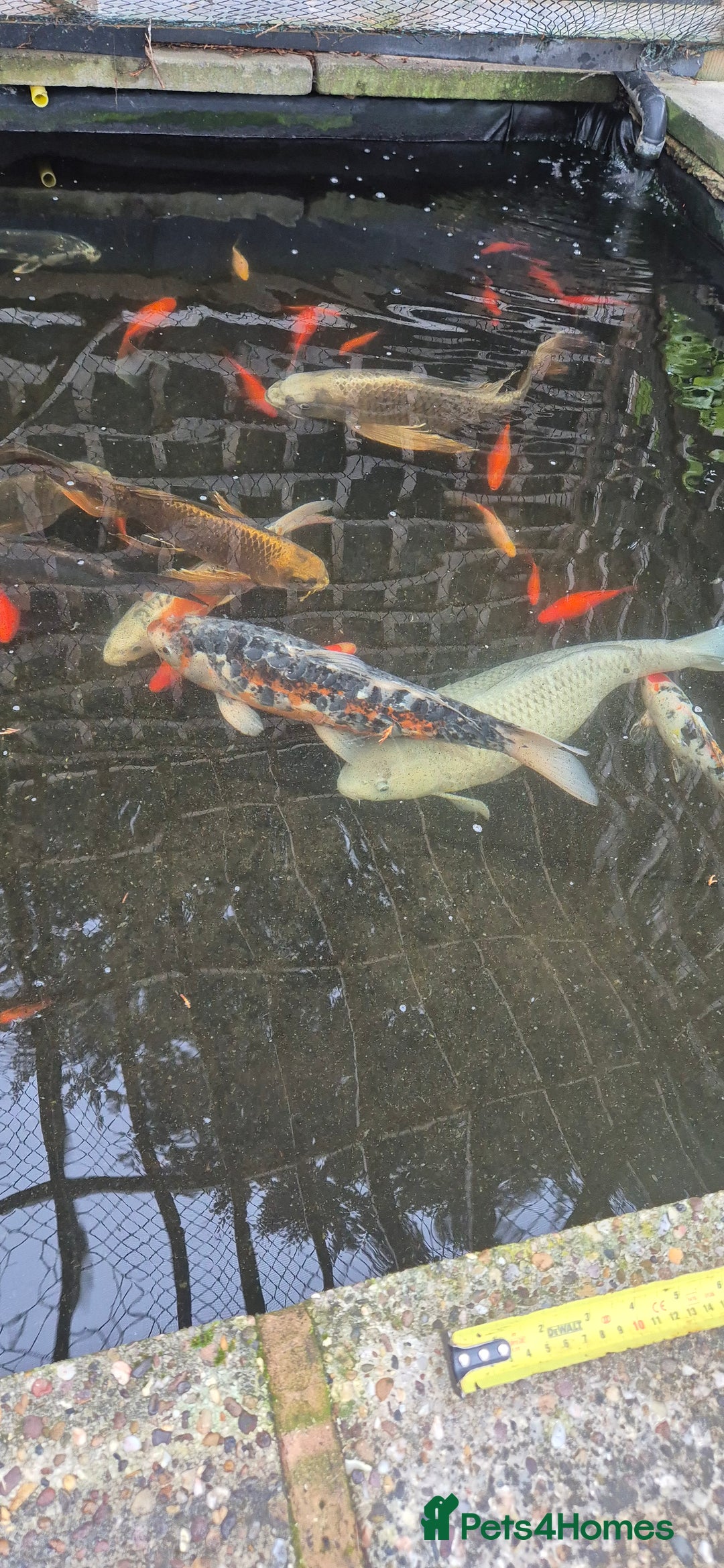 Koi Carp fish for sale: Koi/pond fish - Image 2