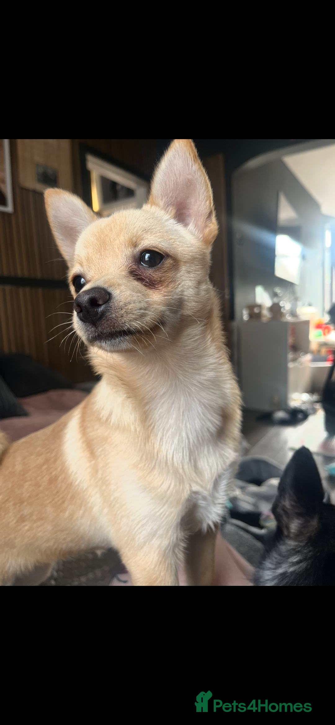 Pomchi dogs for sale: 9 month old female pomchi for rehoming.  - Advert 2