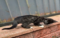 Bengal cats for sale: Gorgeous Bengal X Kittens!! Price Reduced!! - Image 10